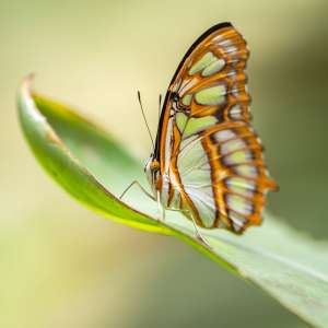 Ninfa del corbezzolo